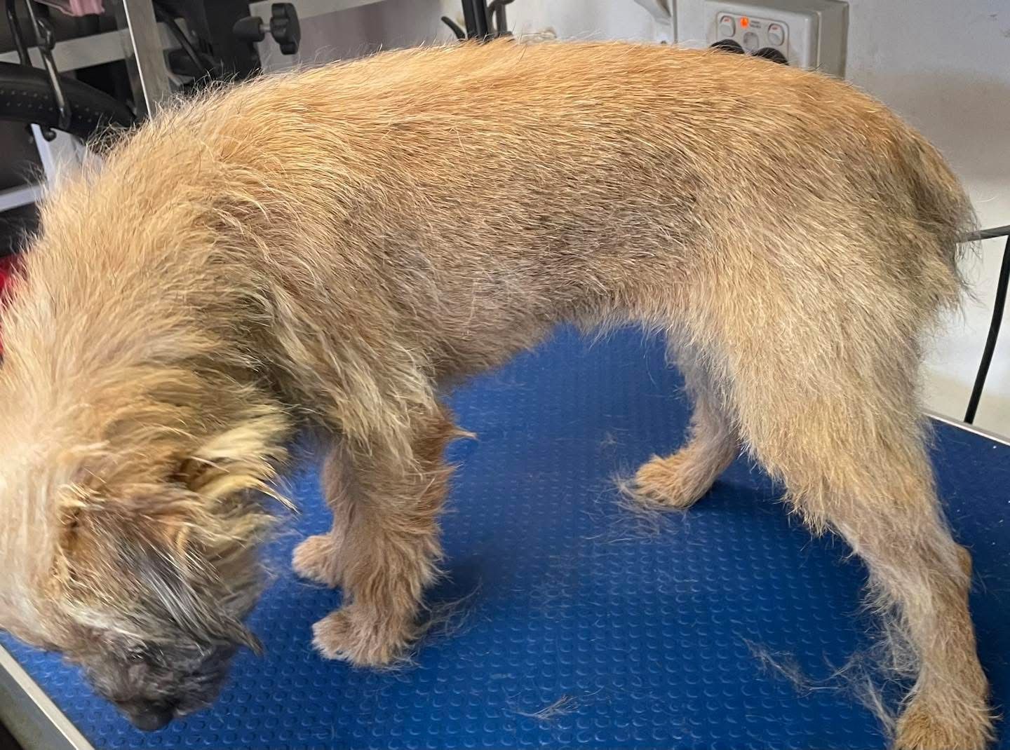 A Beige Dog With A Fresh Coat — Perfect Pets Kingaroy Professional Dog Grooming in Kingaroy, QLD