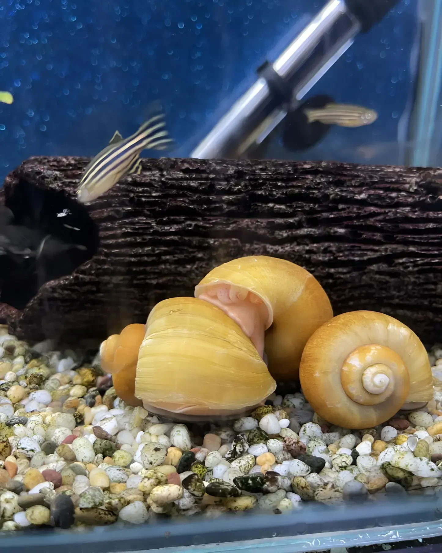 A Group of Yellow Snails Are Sitting in a Fish Tank — Perfect Pets Kingaroy Professional Dog Grooming in Kingaroy, QLD