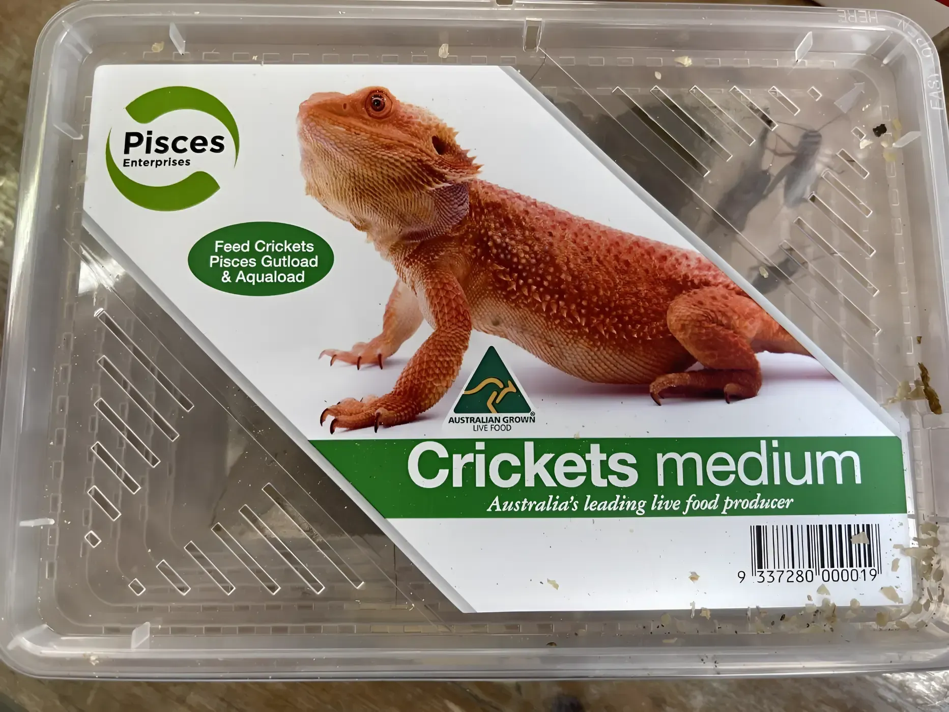 A Bearded Dragon is in a Plastic Container — Perfect Pets Kingaroy Professional Dog Grooming in Kingaroy, QLD
