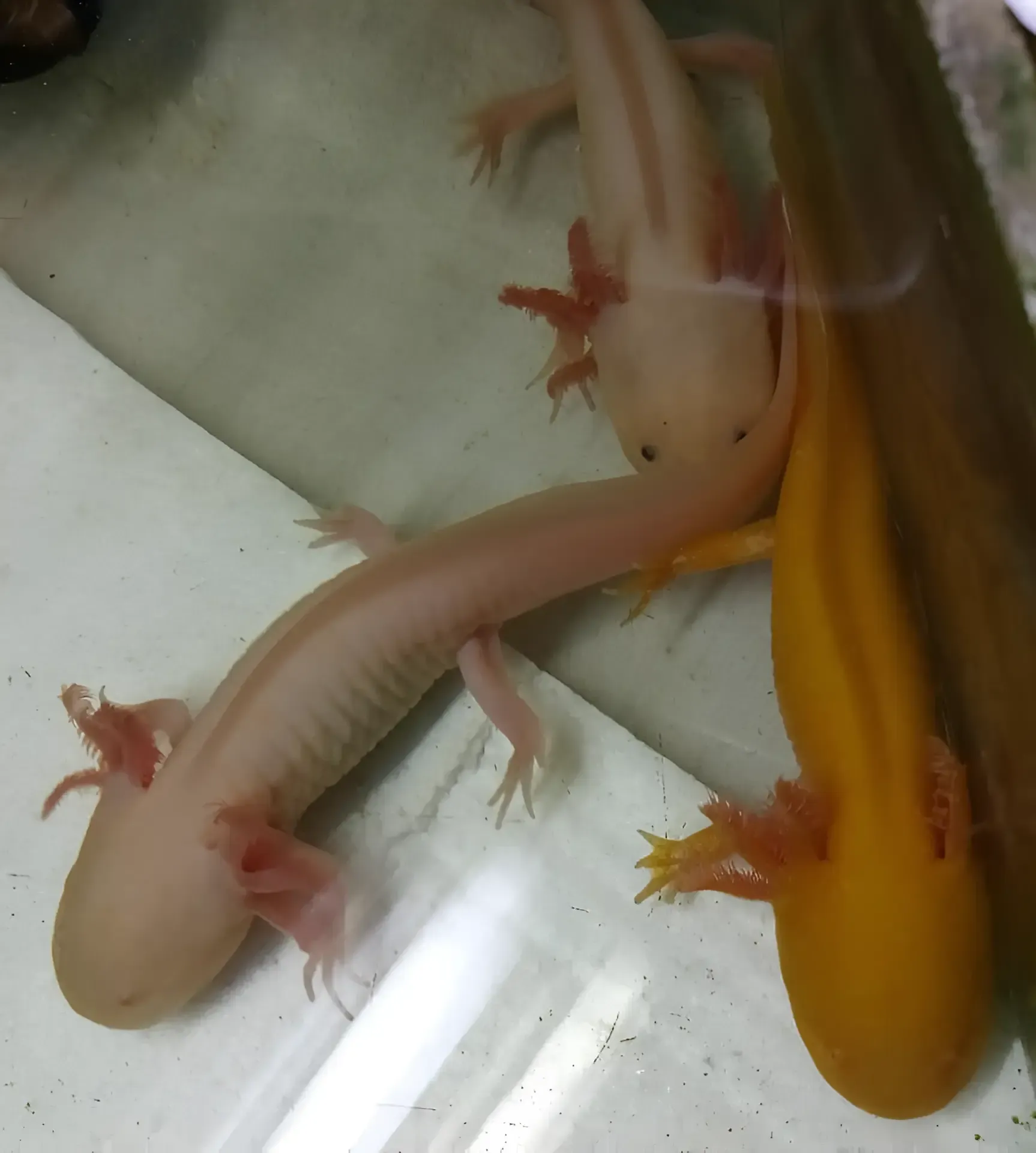 Two Axolotls Are Sitting Next to Each Other on a Table — Perfect Pets Kingaroy Professional Dog Grooming in Kingaroy, QLD
