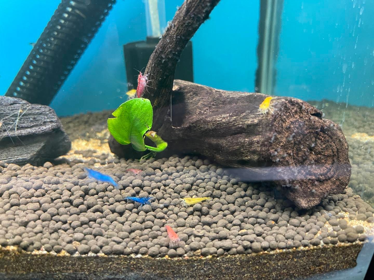Two Fish are Swimming in a Tank With Heaters Attached to Them — Perfect Pets Kingaroy Professional Dog Grooming in Kingaroy, QLD