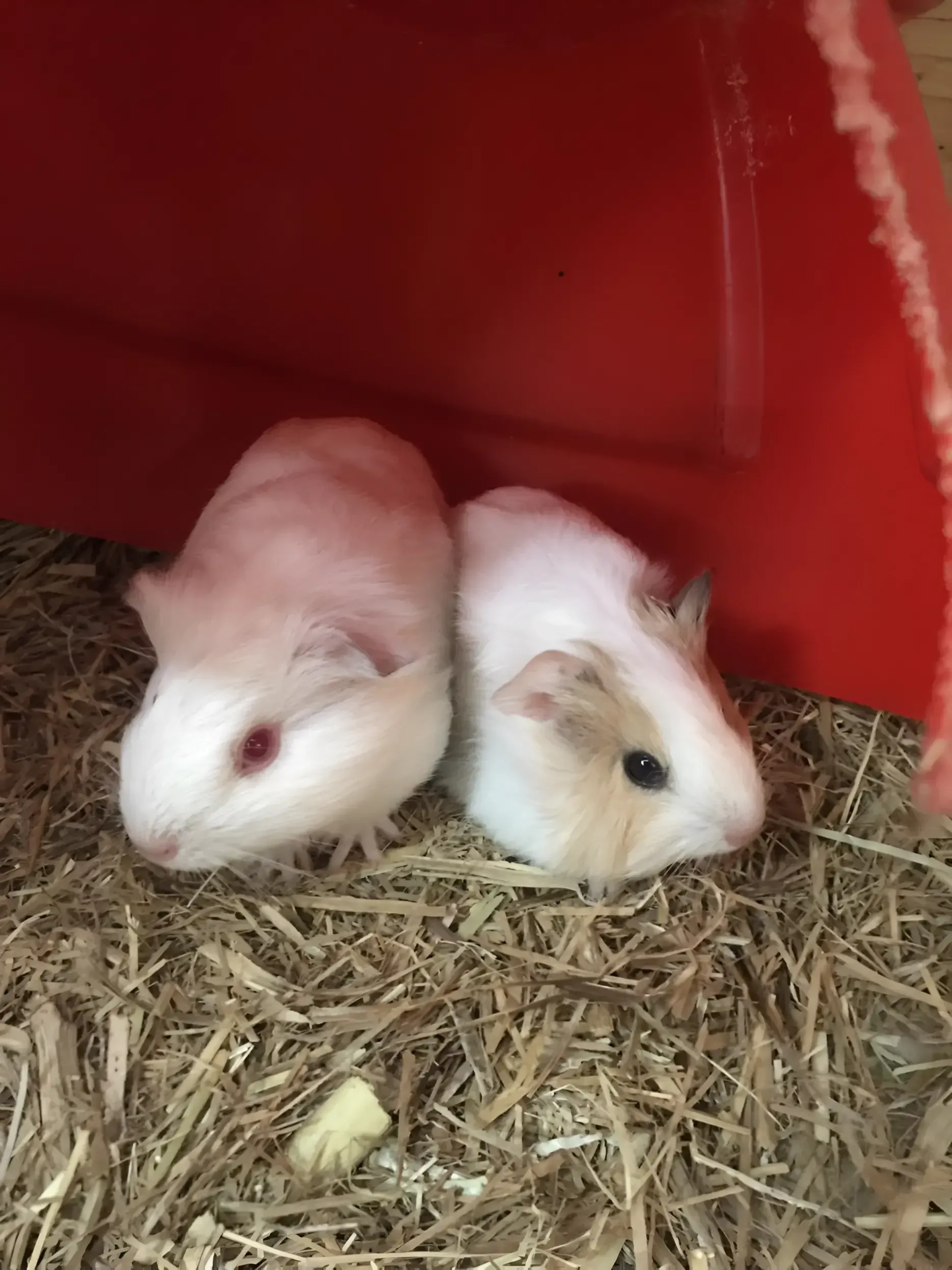 Two White Guinea Pigs Are Sitting Next to Each Other — Perfect Pets Kingaroy Professional Dog Grooming in Kingaroy, QLD
