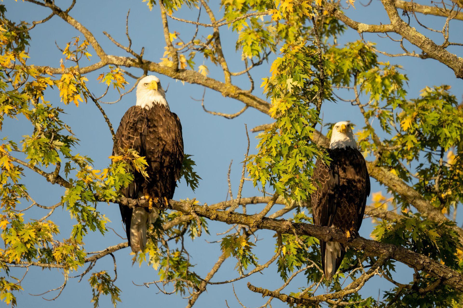 eagles