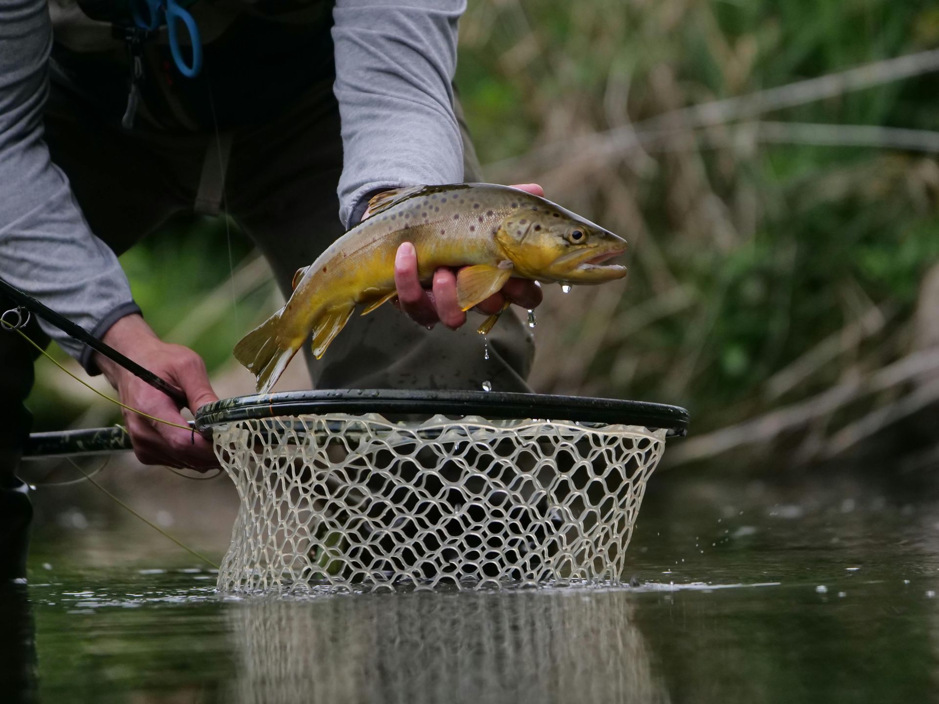 trout fishing