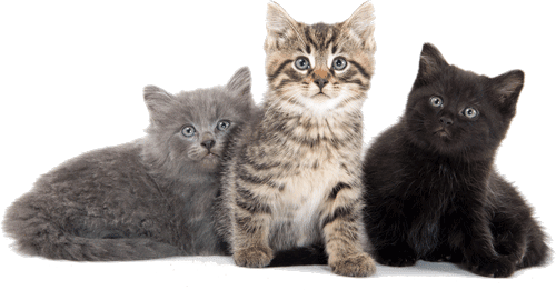 Three kittens - Cat Products Bothell in Bothell, WA