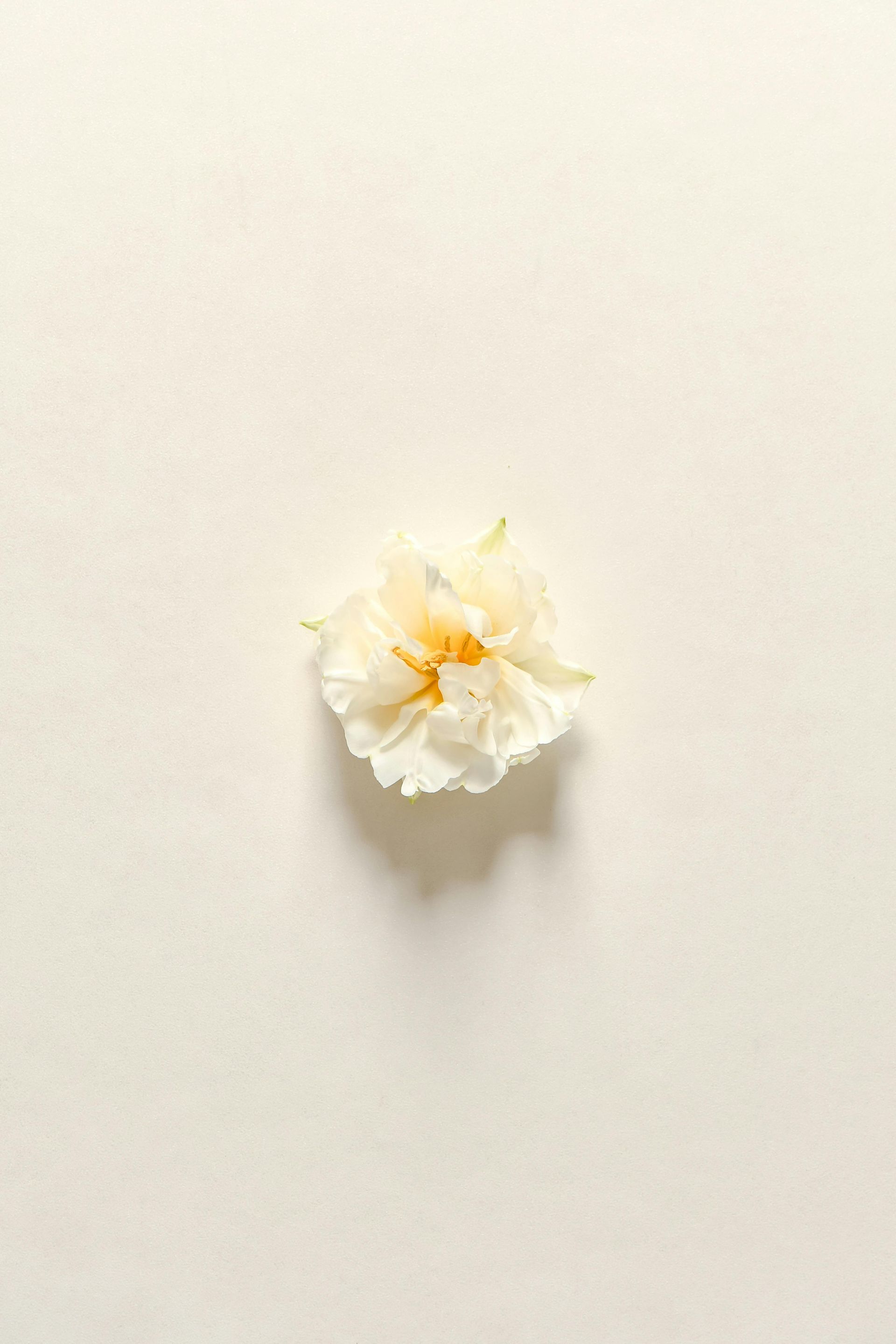 Rose Bud 