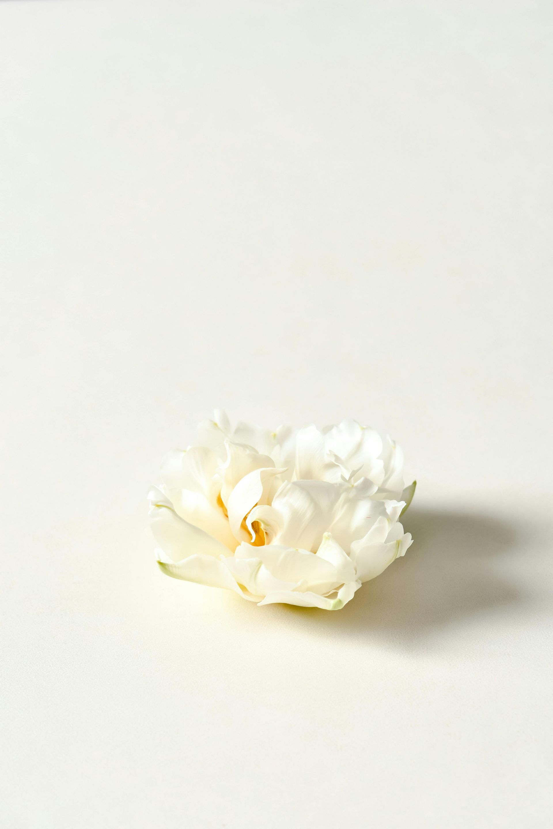 Blooming Rose 