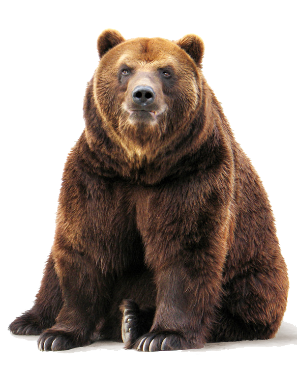 Bear Image