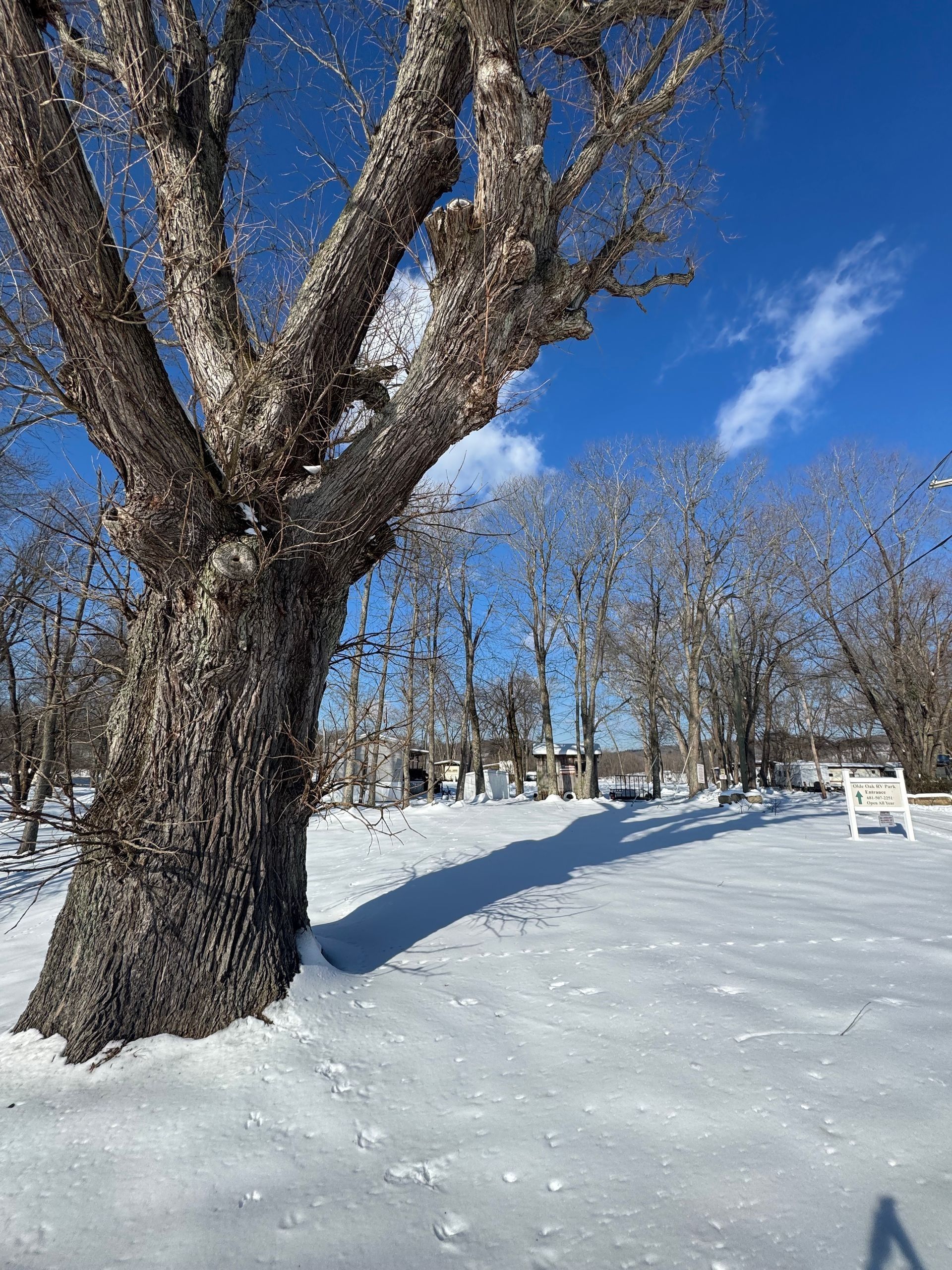 Snowy park with bare trees under a bright blue sky and a large tree in the foreground