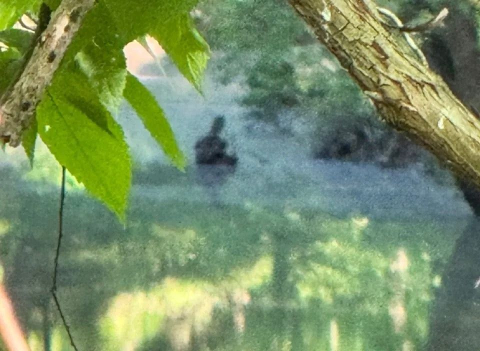 Blurred duck on a grassy path, framed by green leaves and a tree trunk.