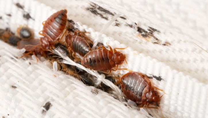 Bedbugs colony on the matress cloth macro