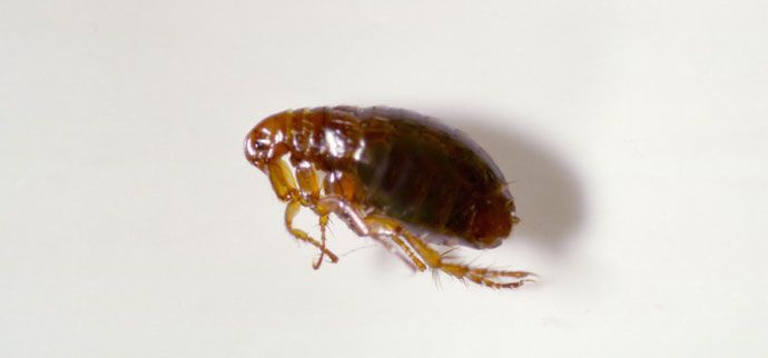 Close up picture of a flea on white background