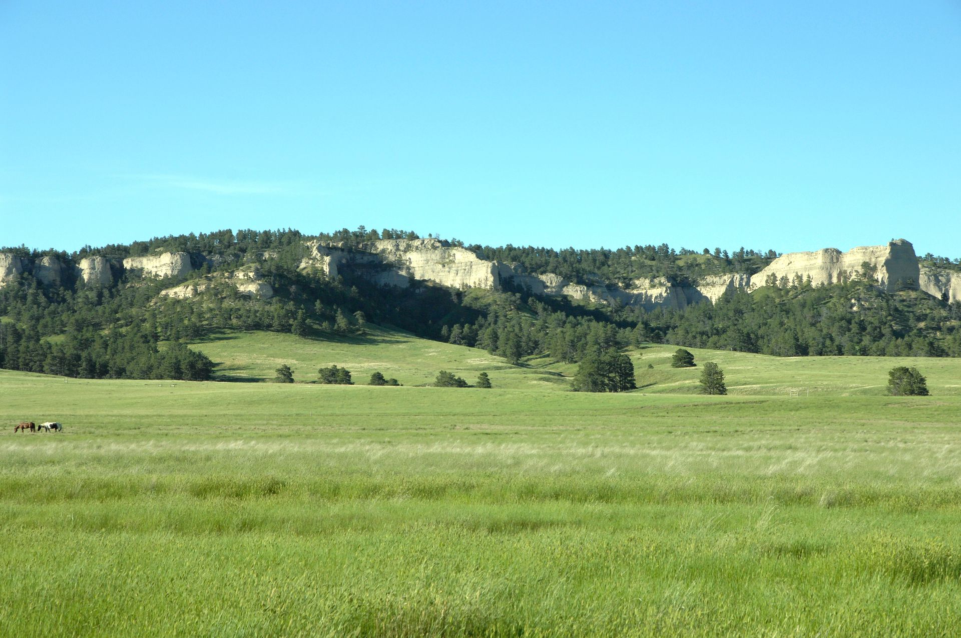 Green grassy field with a forested ridge under a blue sky.