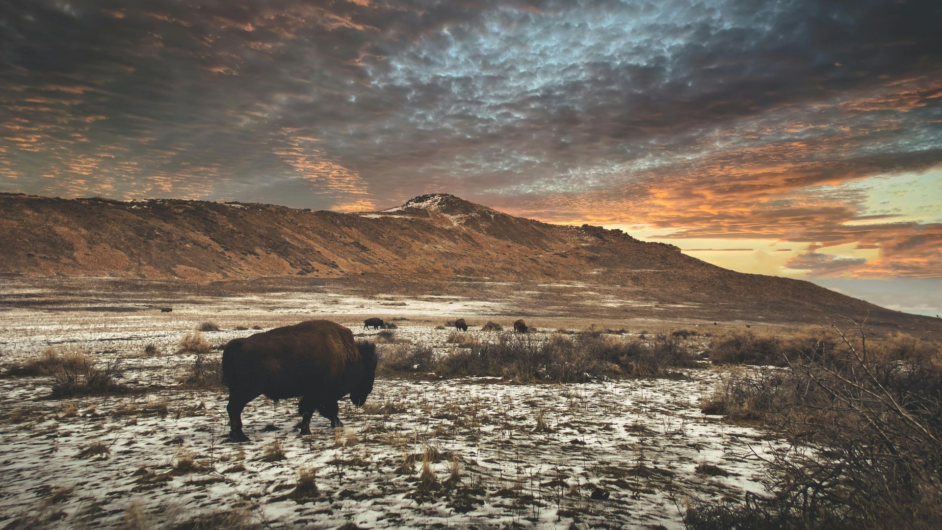 Bison grazing in a snow-covered field under a colorful sunset sky; a barren mountain in the background.