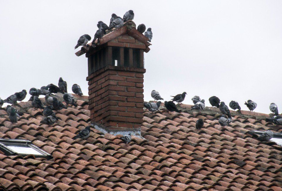 piccioni su un tetto