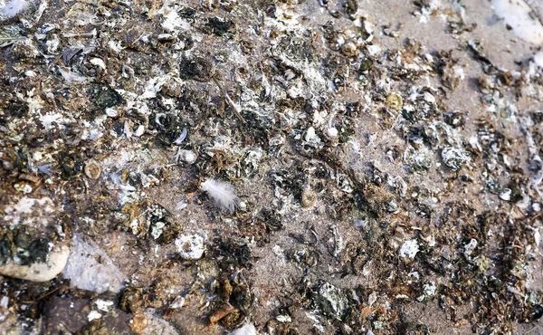 pulizia da guano di piccioni a Milano