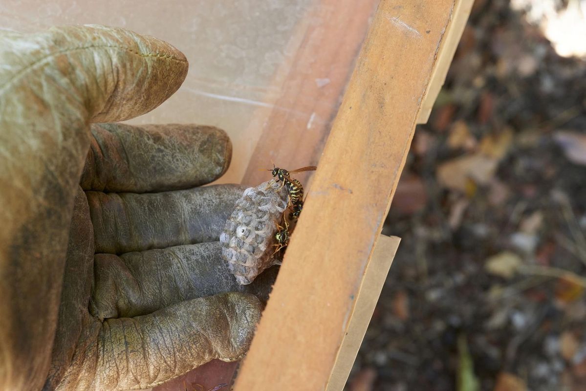opera di disinfestazione contro zanzare a Milano 