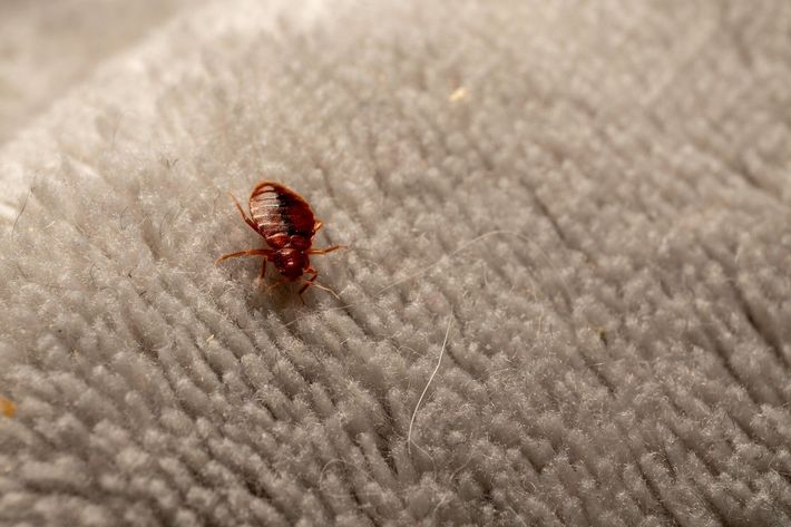 disinfestazione delle cimici a Milano