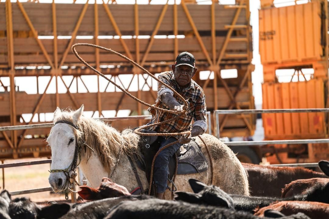 Cowboy riding a white horse in an outdoor rodeo arena with orange barriers behind him