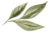 Three watercolor-style green leaves, possibly from a plant stem.