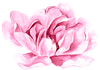 Pink peony flower with layered petals, soft watercolor style.