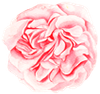 Pink, watercolor-style flower with layered petals.