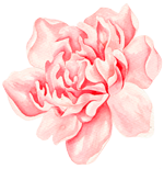 Pink watercolor peony flower with delicate petals, white background.