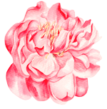 Pink and red peony flower, watercolor style with soft petals and yellow center.