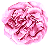 Pink watercolor rose with layered petals.