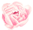 Pink peony flower, watercolor, petals folded inward, center a darker pink.