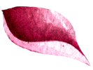 Dark pink leaf with lighter pink edge.