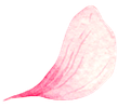 Pink flower petal, curved shape, watercolor texture, white background.