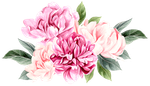 Pink and light pink peony flowers with green leaves, watercolor style.