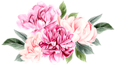 Pink and light pink peony flowers with green leaves, watercolor style.