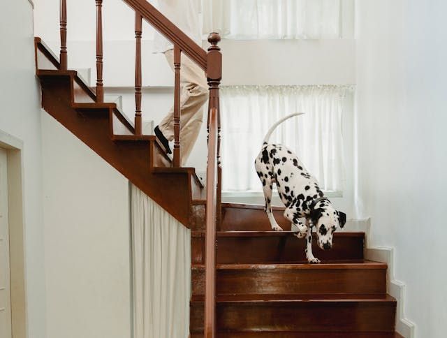 a black and white dog going down the stairs