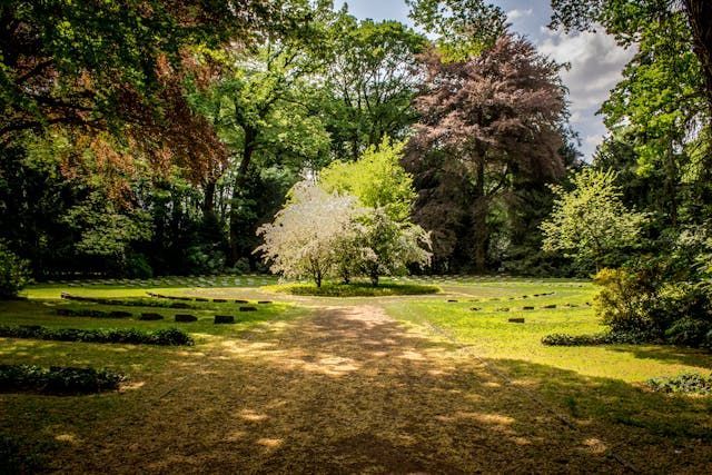 a path leading to a group of trees