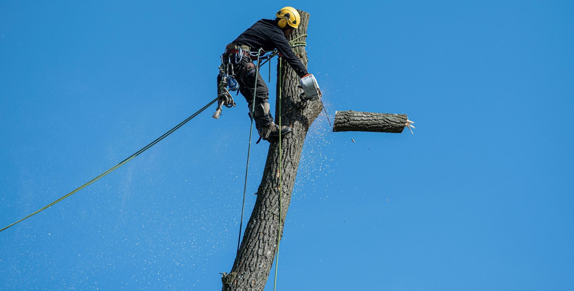A man is cutting down a tree with a chainsaw.