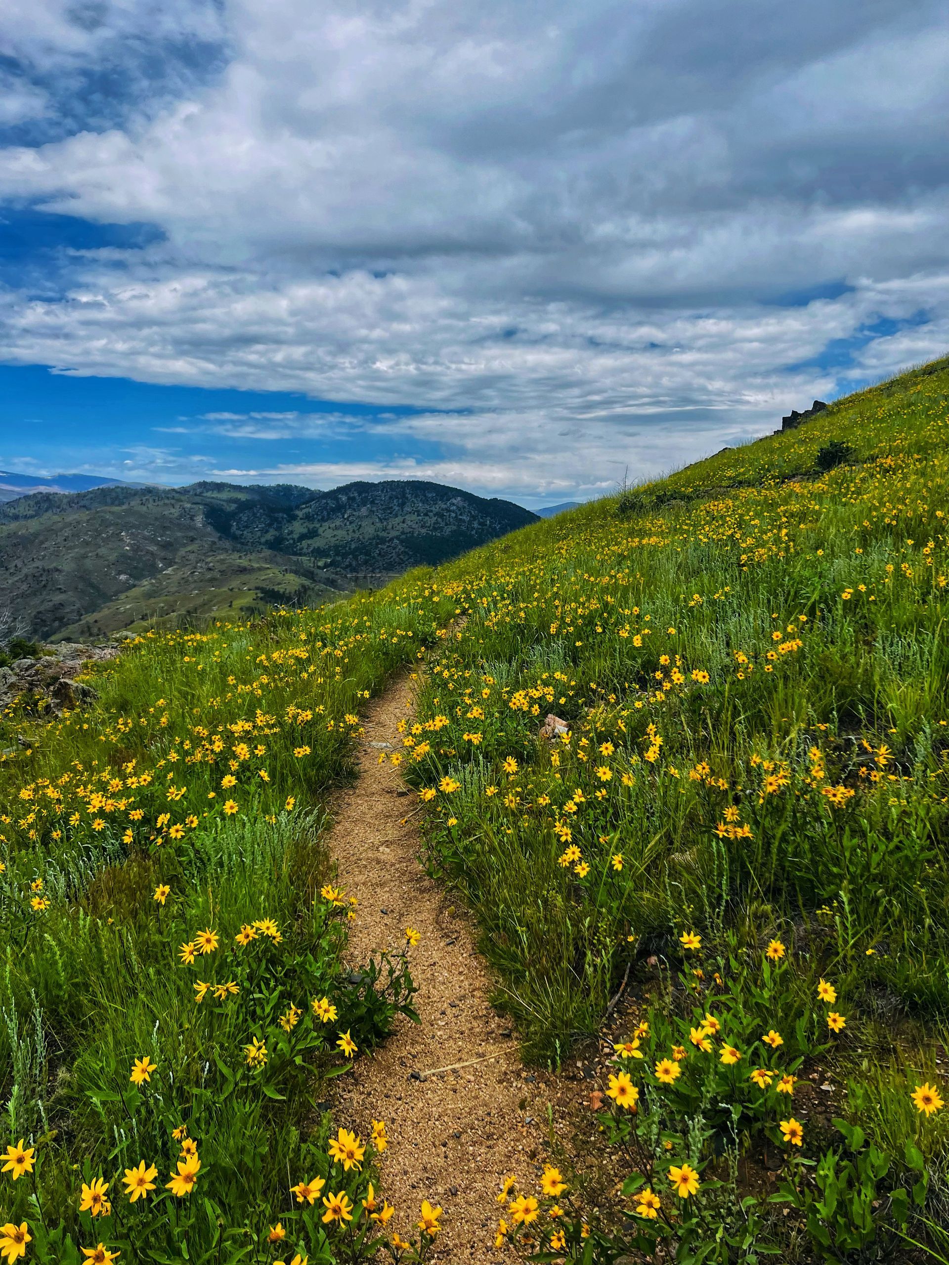Hiking trail through a field of yellow wildflowers on a hillside under a cloudy sky.