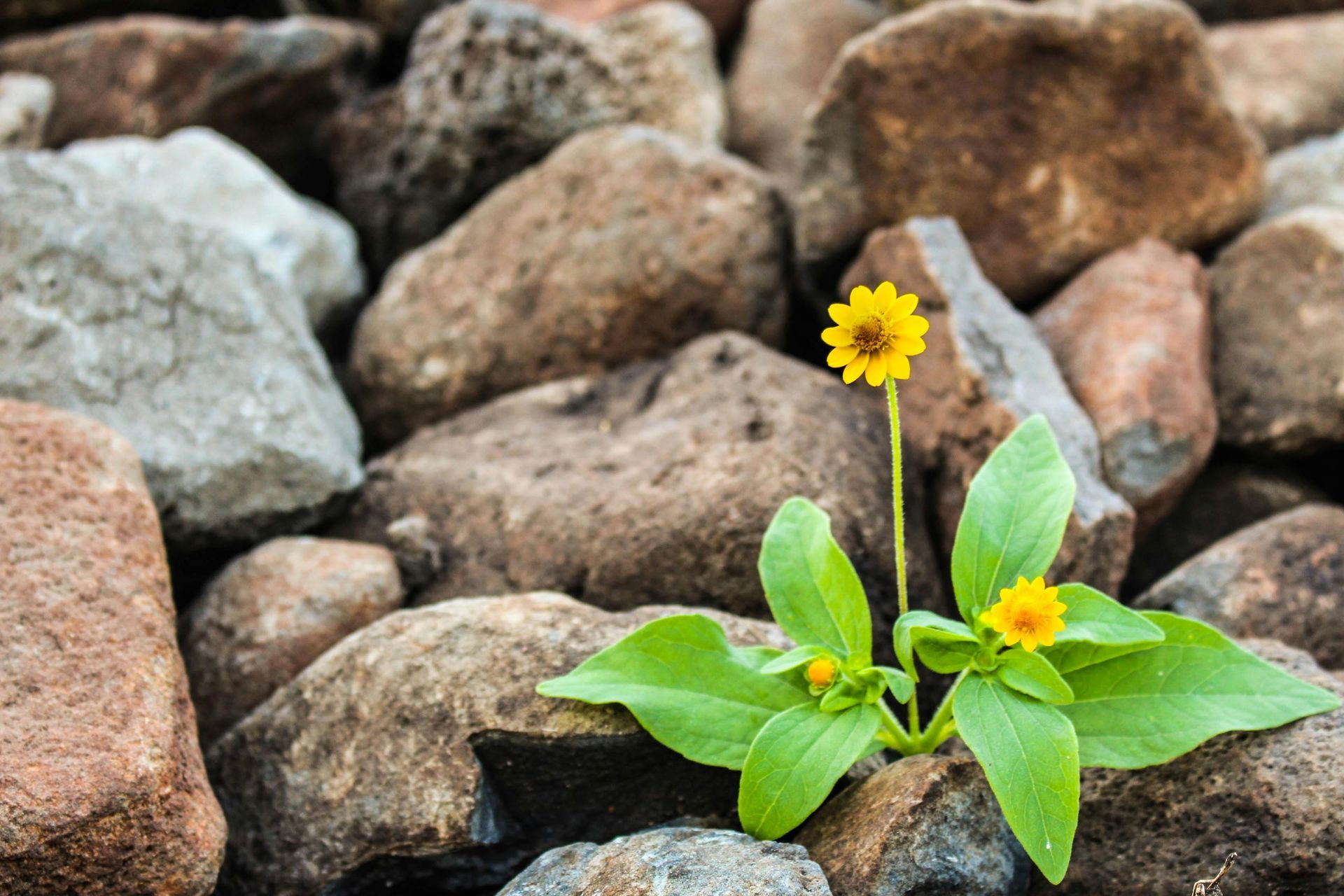 Yellow flower blooming among brown and gray rocks.