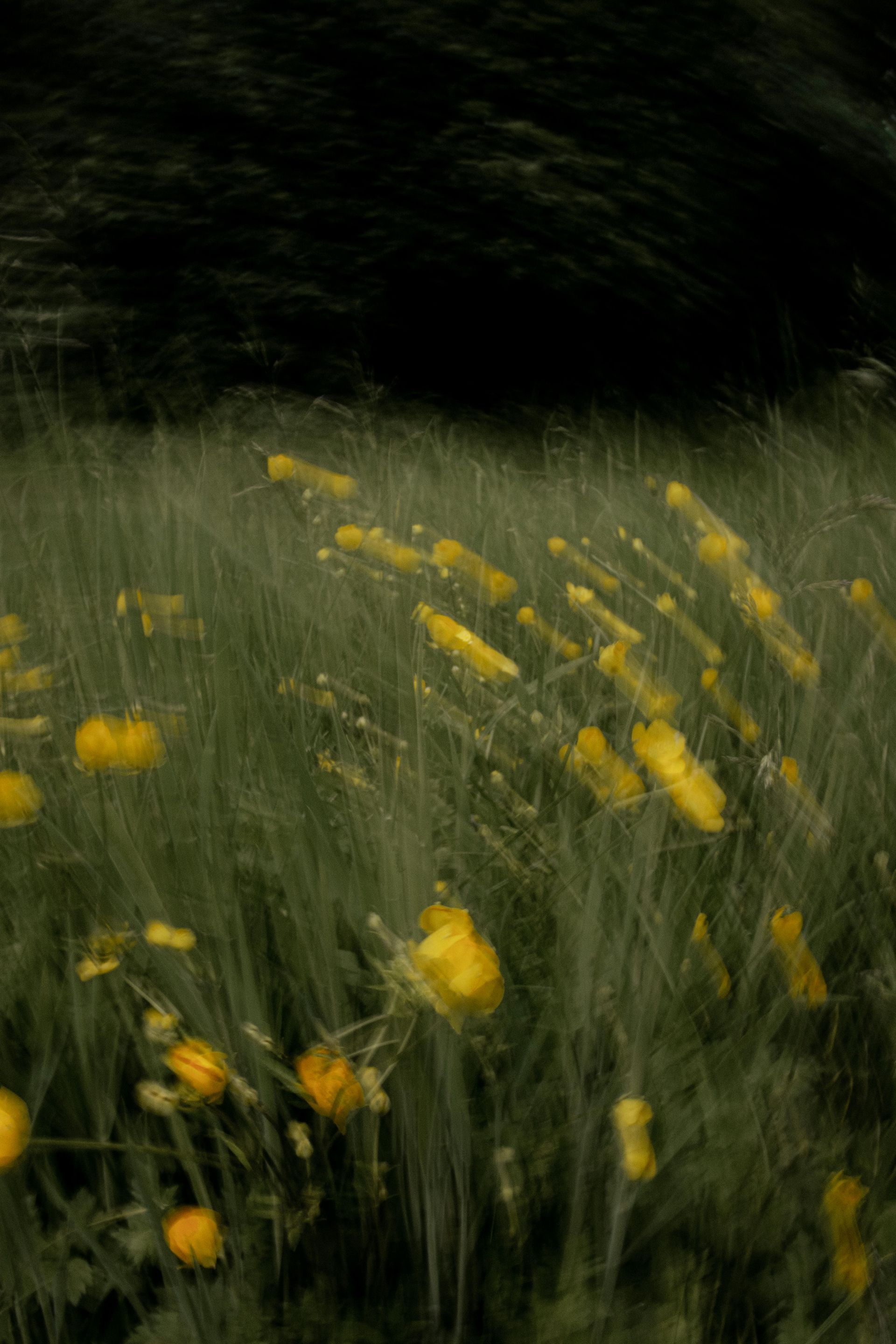 Yellow wildflowers in a blurry field, dark background.