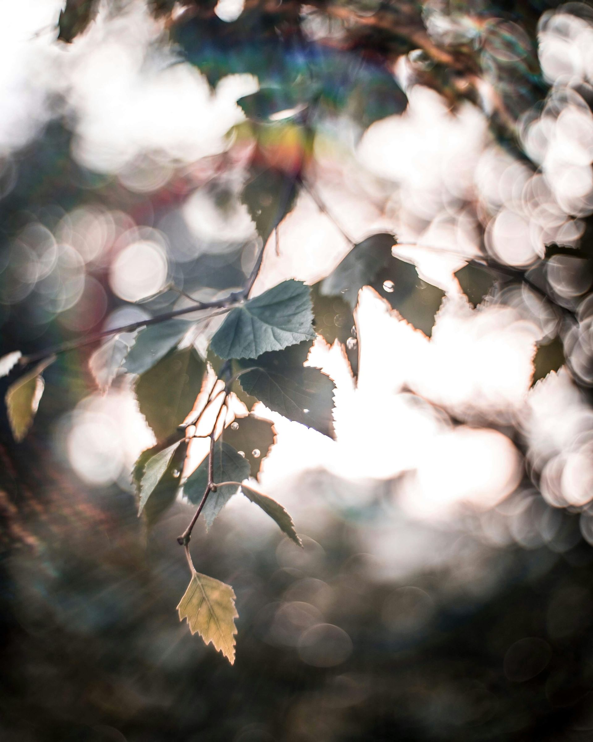 Birch leaves on a branch, soft focus, with lens flare, bathed in sunlight.