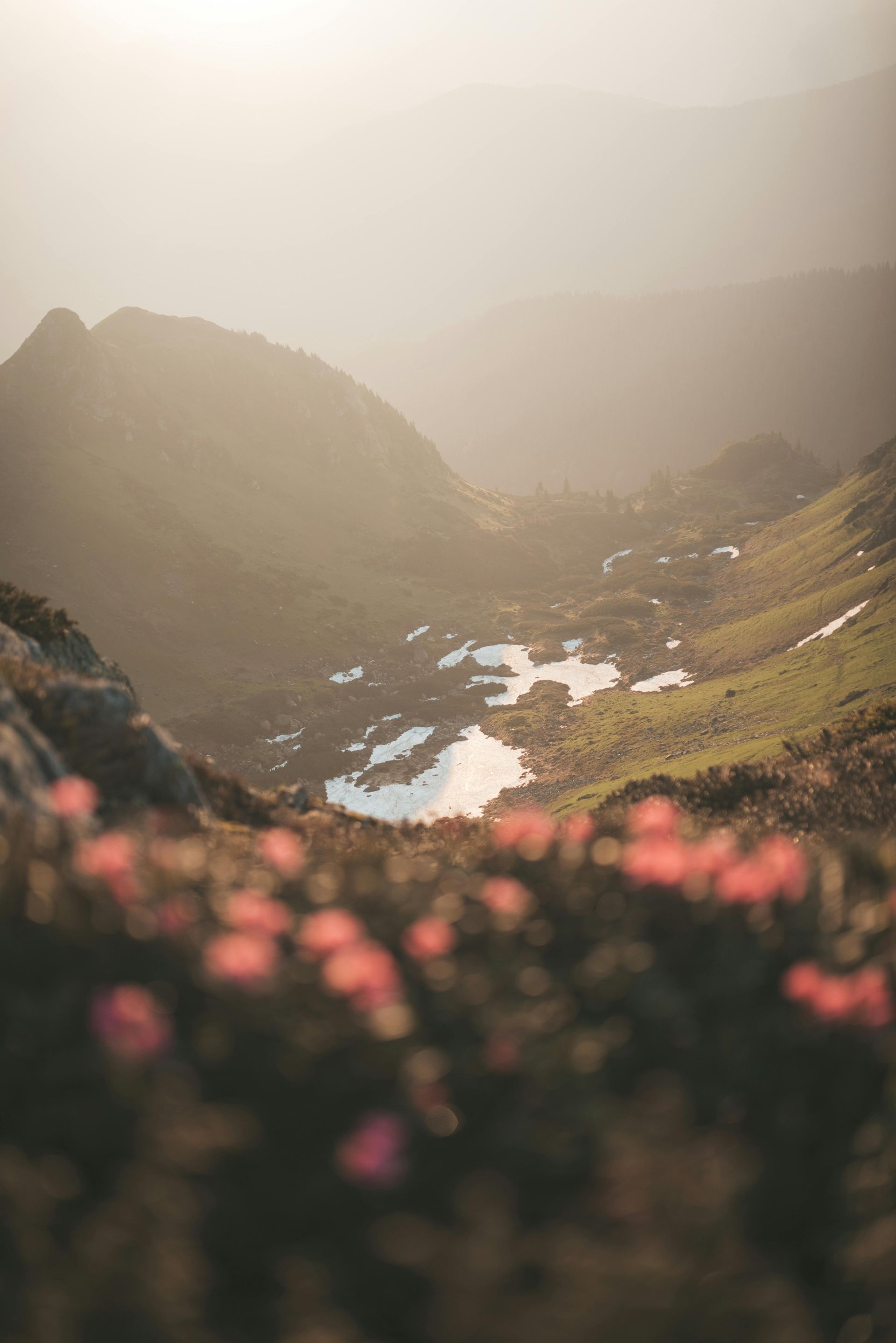 Hazy mountain landscape with pink wildflowers in the foreground. Sunlight illuminates the valley below.