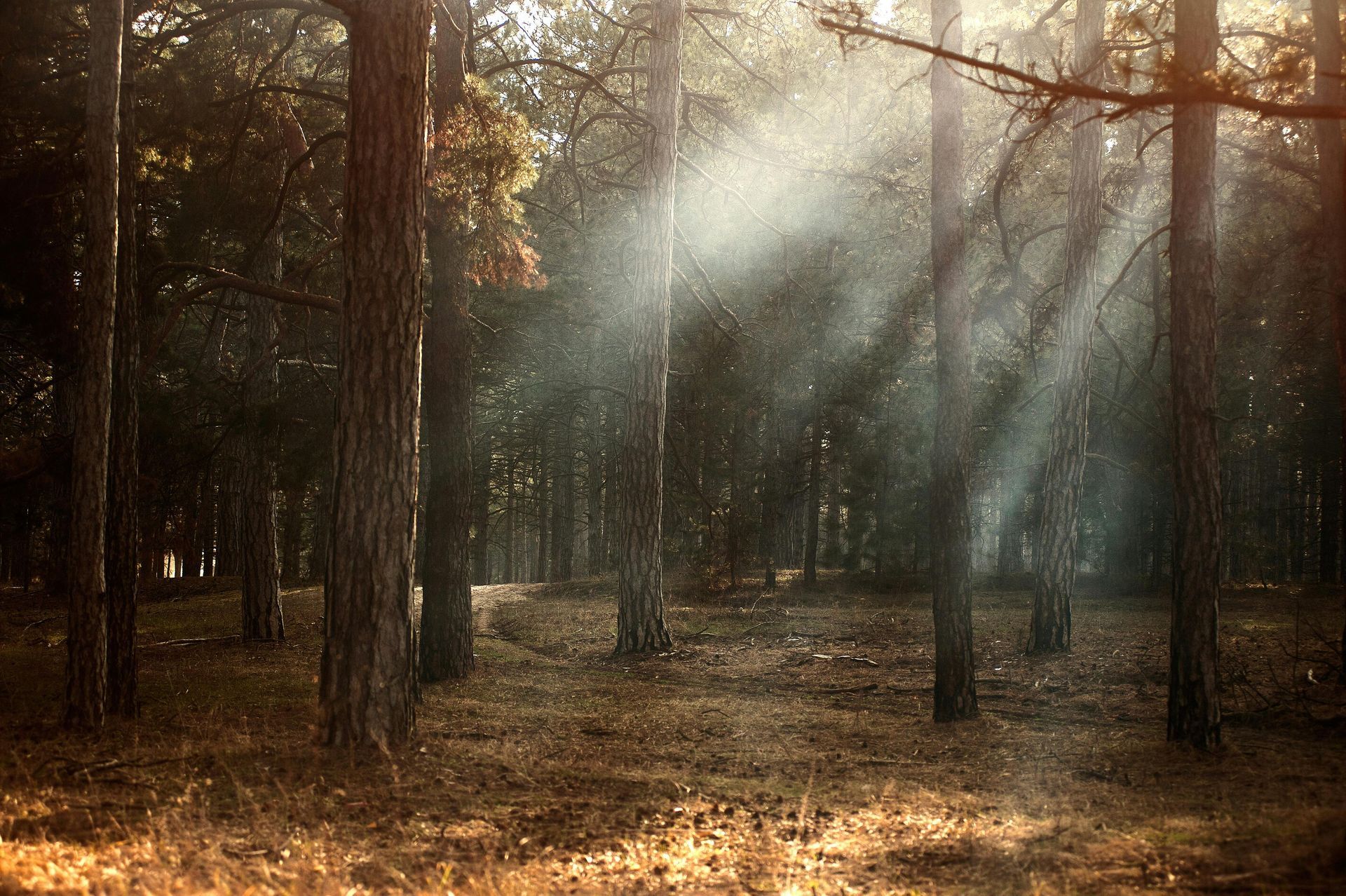 Sunlight streams through a forest of tall trees, illuminating hazy particles.
