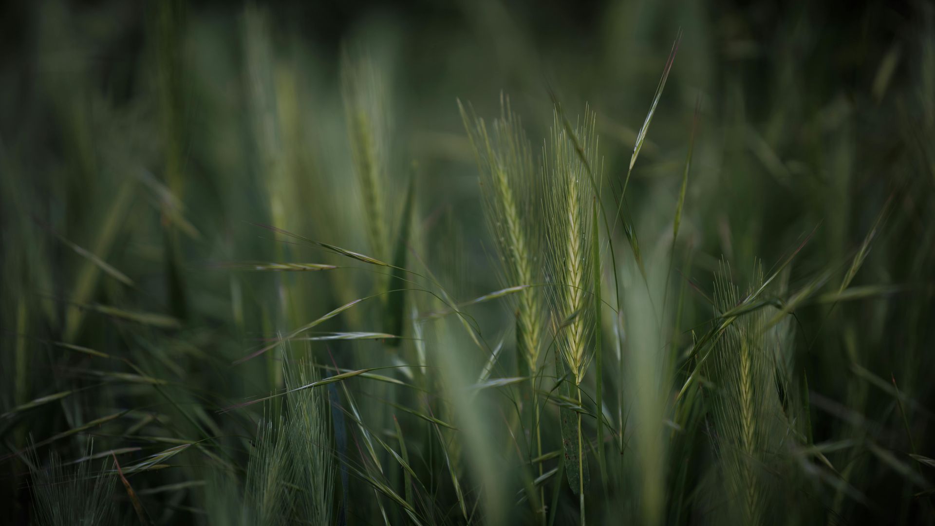 Green and yellow blades of grass in a field, slightly blurred with a soft focus.