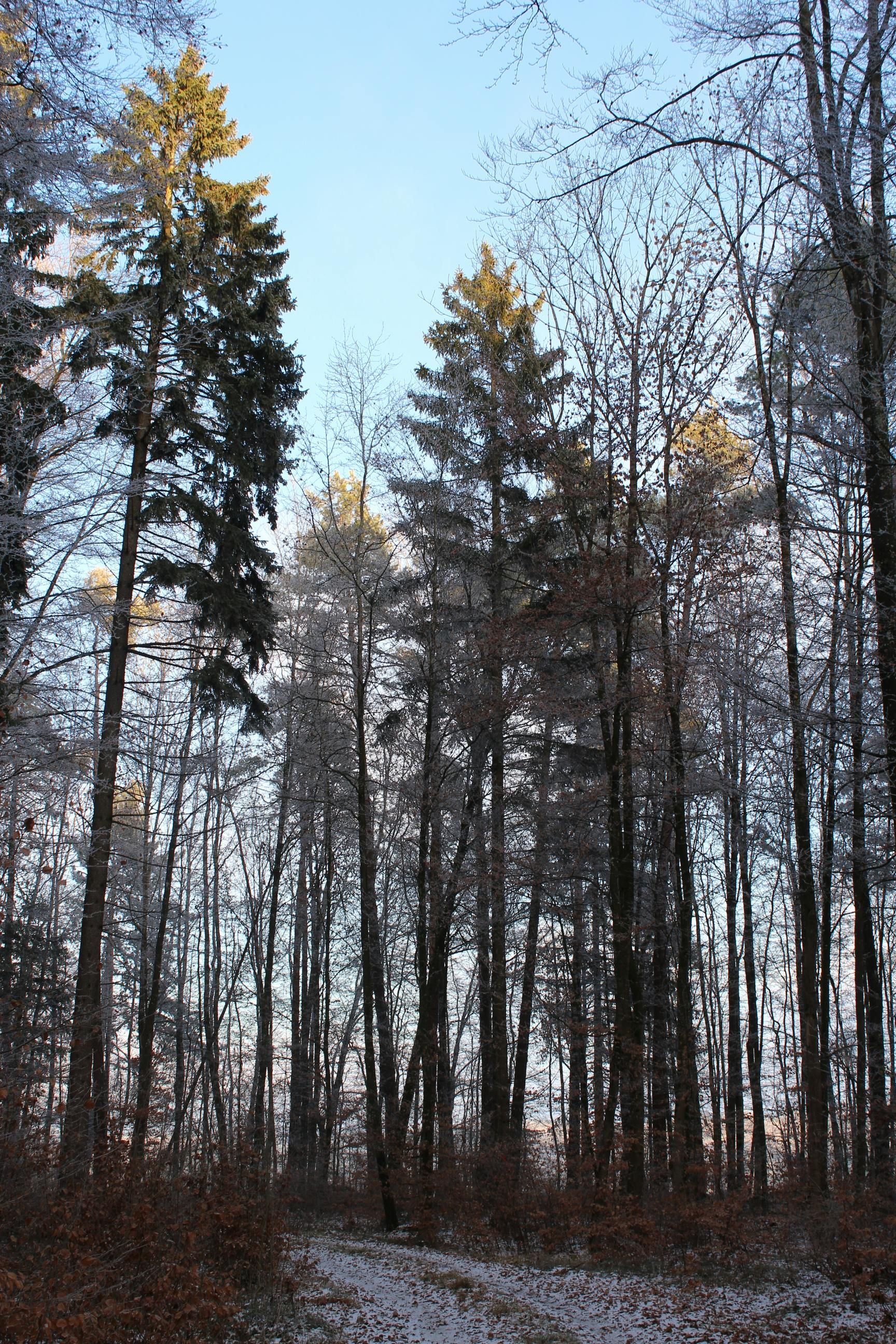 Tall trees in a winter forest setting with snow on the ground and a clear blue sky.