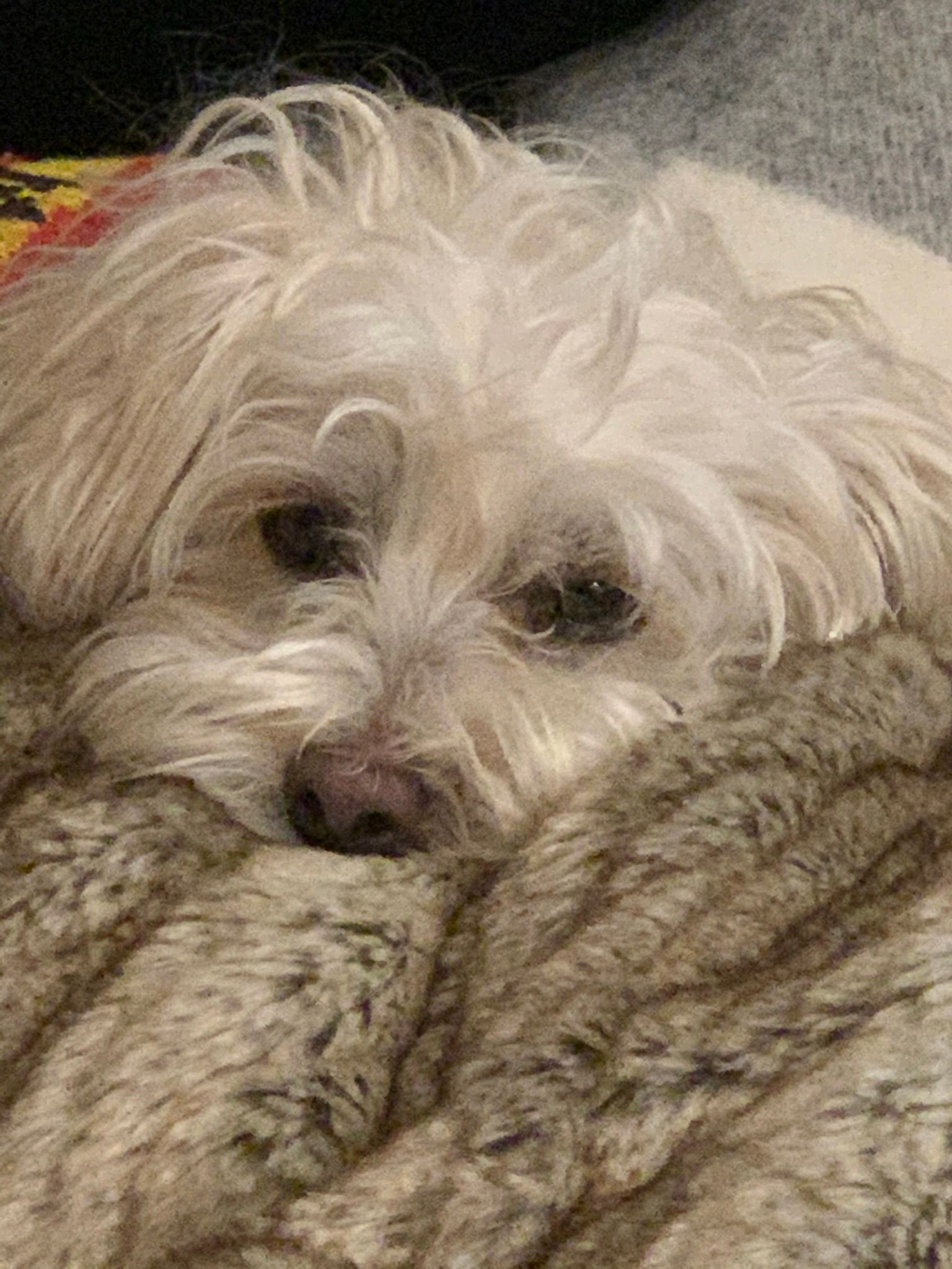 A small, light-colored, scruffy-haired dog resting its chin on a soft, textured tan blanket.
