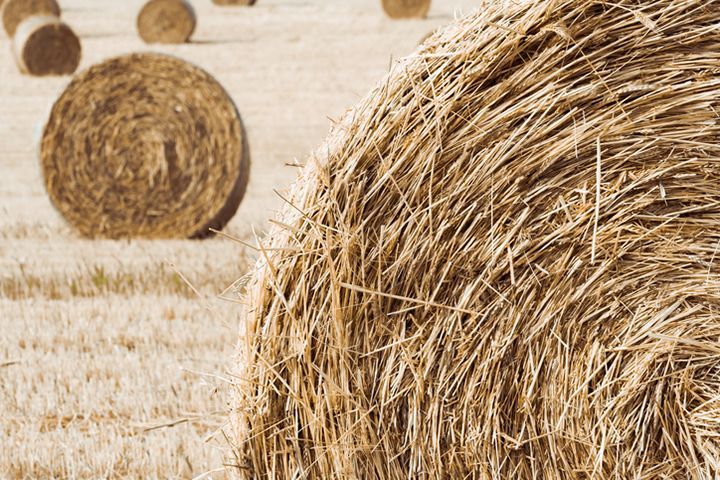 Hay rolls in field