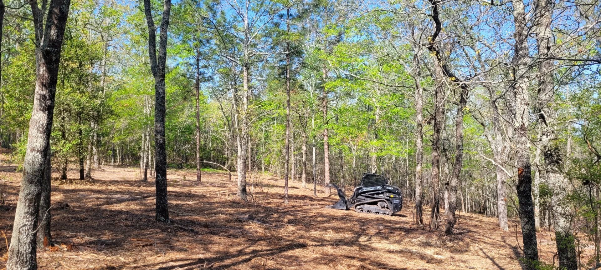 A forest with lots of trees and leaves on the ground