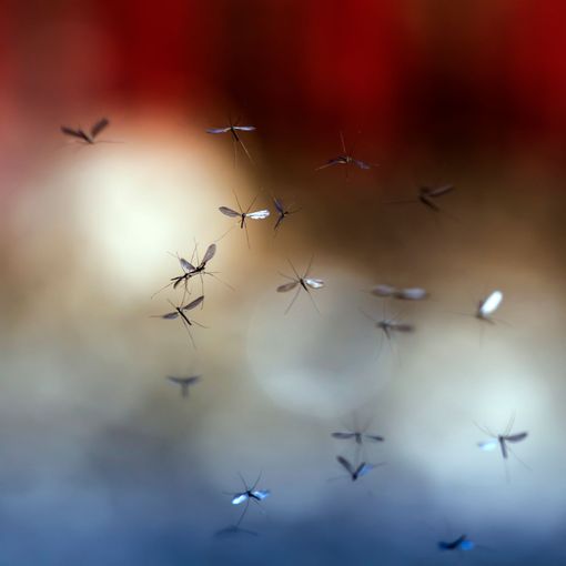 Uno sciame di piccoli insetti con lunghe antenne che volano su uno sfondo sfocato blu, bianco e rosso.