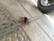 Scarafaggio su una superficie piastrellata vicino a uno pneumatico di un veicolo.